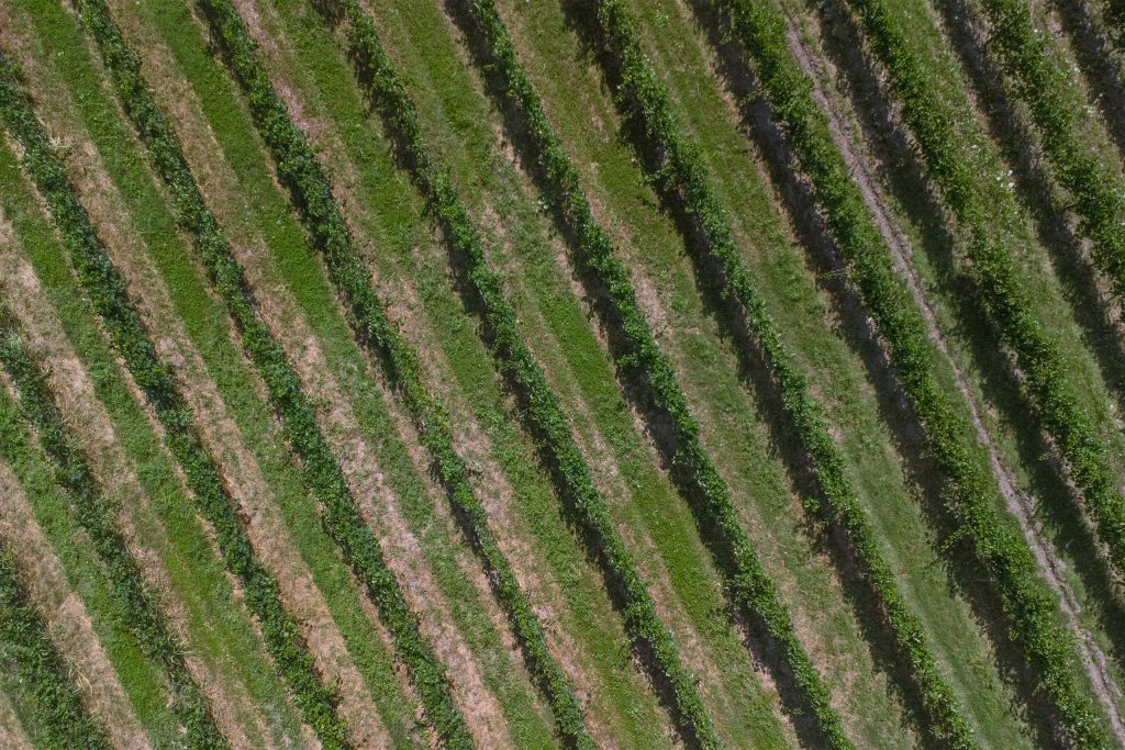 VignaFronteLago_Ridimensionato