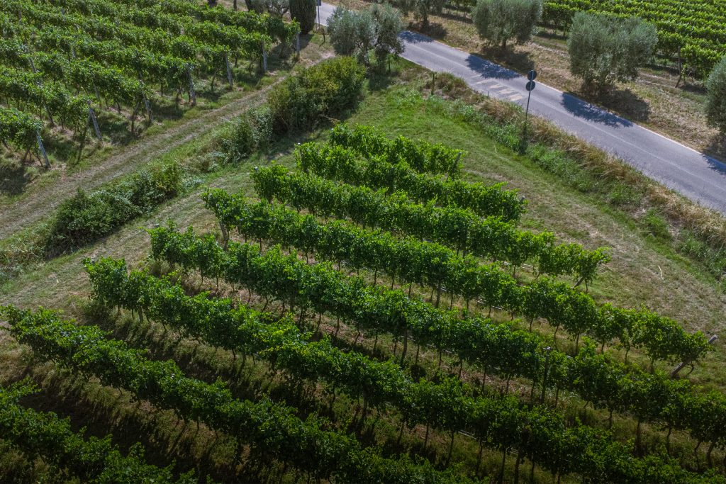 VignaVela_ridimensionata