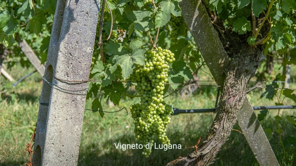 VignetoLugana_dettaglio